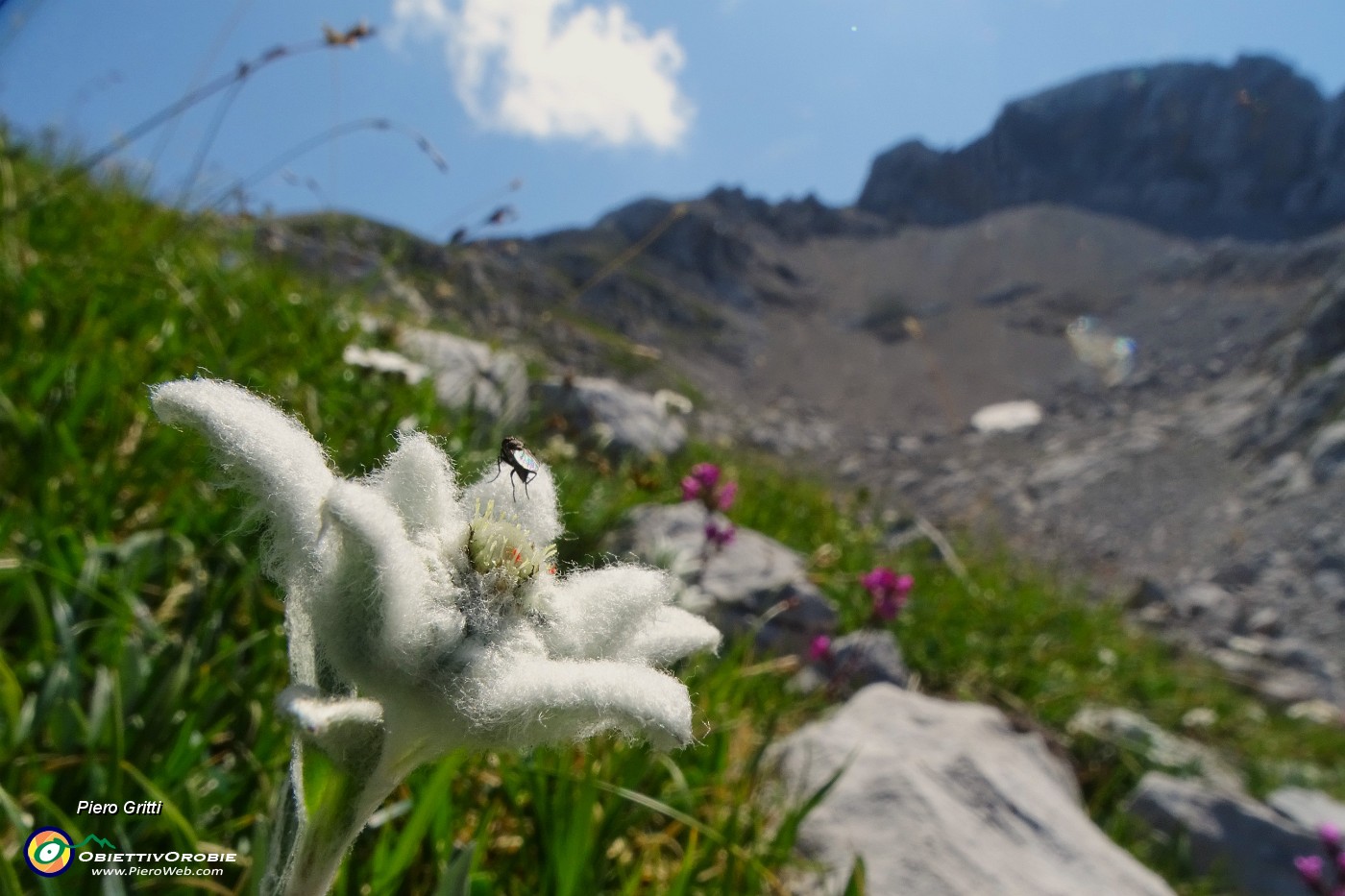 39 Leontopodium alpinum (Stella alpina) verso il Passo di Corna Piana con vista sui contrafforti nord Arera.JPG